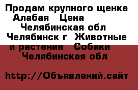 Продам крупного щенка Алабая › Цена ­ 8 000 - Челябинская обл., Челябинск г. Животные и растения » Собаки   . Челябинская обл.